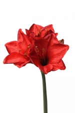 Amaryllis (hippeastrum) rood 54cm