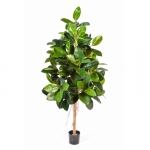 Ficus Elastica groen 180cm