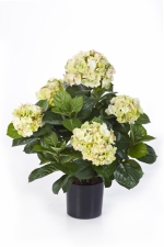 Hortensia 53cm Crème