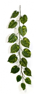 Pothos Giant Guirlande 230cm