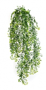 Baby Tear hanging bush 70cm