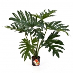 Philodendron plant 60cm