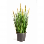 Foxtail grass 60cm