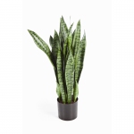 Sanseveria groen 80cm