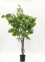 Ficus benjamina deluxe 300cm