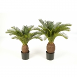 Cycas palm 70cm