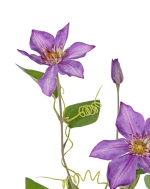  Clematis (Bosrank) 76cm