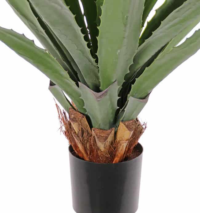Furcraea gigantea Agave, 20 bladeren, Ø 110cm, H. 100cm, UV - Afbeelding 2