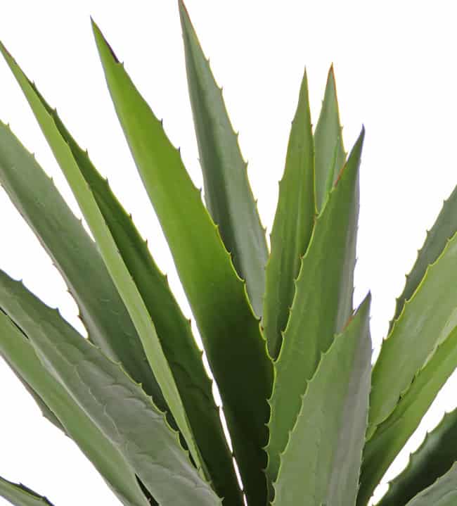 Furcraea gigantea Agave, 20 bladeren, Ø 110cm, H. 100cm, UV - Afbeelding 3