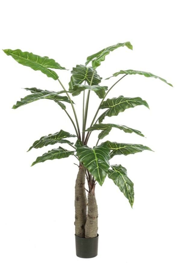 Alocasia giant tree 150cm/14lvs - Afbeelding 2