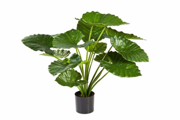 Alocasia Calidora bush 75cm - Afbeelding 3