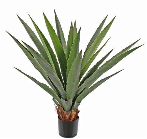 Furcraea gigantea Agave, 20 bladeren, Ø 110cm, H. 100cm, UV