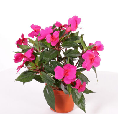 Kunstplant Impatiens struik (Vlijtig liesje) x13 in pot 25cm b