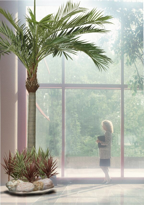 Giant Phoenixpalm 420cm - Afbeelding 3