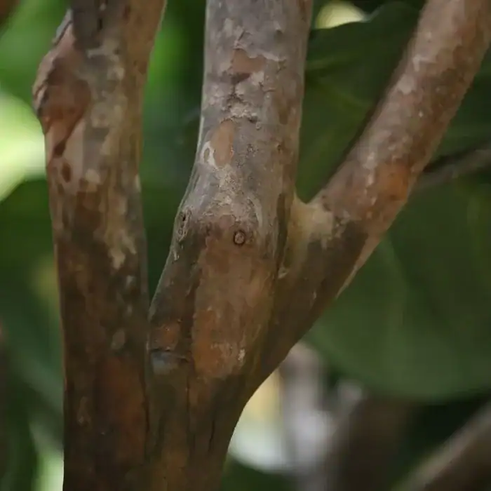 Kunstboom Ficus Lyrata 350cm - Afbeelding 2