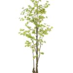 Groen