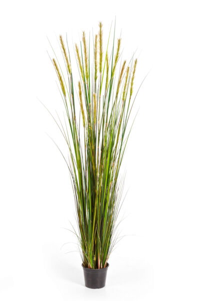 Kunstplant Kunstplant Foxtail gras 180cm