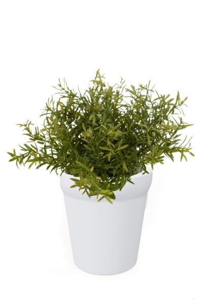 Kunstplant Rosemary bush lt green 20cm in white pot 10.5cm