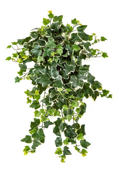 Kunsthangplant Ivy groen-wit