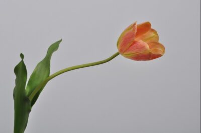 Kunstbloem Tulp oranje-groen 69cm