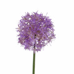 Lavendel