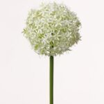 Wit-groen