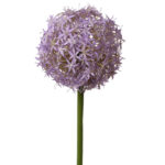 Lavendel
