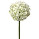 Wit-groen