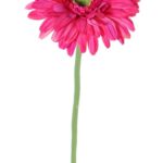 Donker-roze