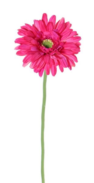 Gerbera single, ø12cm, long stem, 63 cm