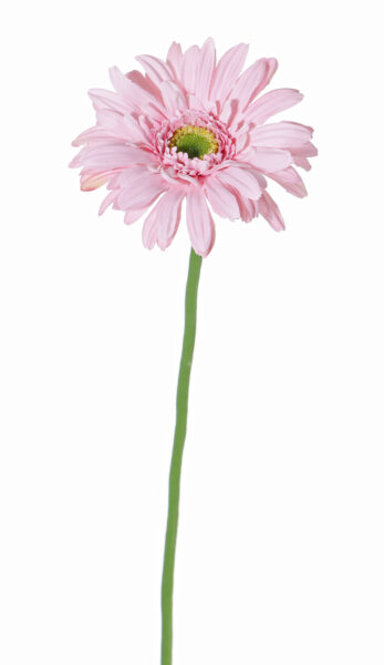 Gerbera single, ø12cm, long stem, 63 cm