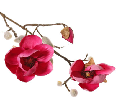Kunstbloem Magnolia (Beverboom) x3, 2 bloemen (Ø 8 5 cm), 8 knoppen (behaard), 53 cm