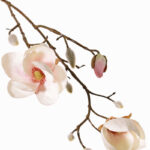 Wit-roze