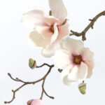 Wit-roze
