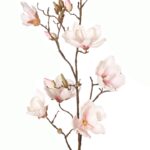 Wit-roze