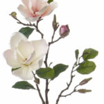Wit-roze