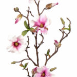 Wit-roze