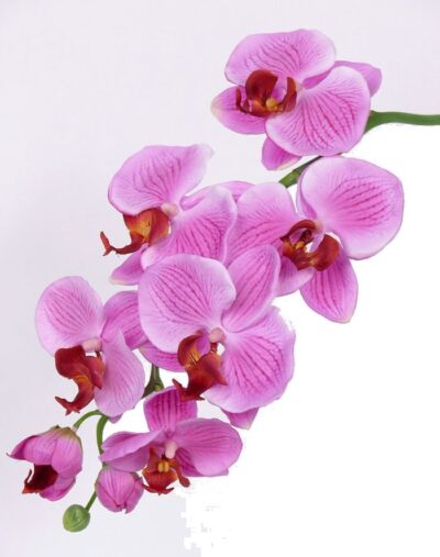 Kunstbloem Orchidee Phalaenopsis 75cm
