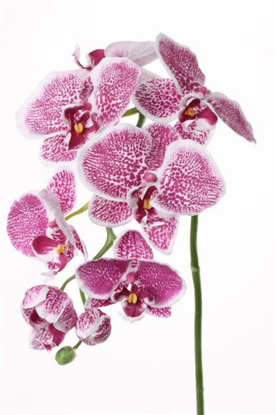 Kunstbloem Orchidee Phalaenopsis 75cm