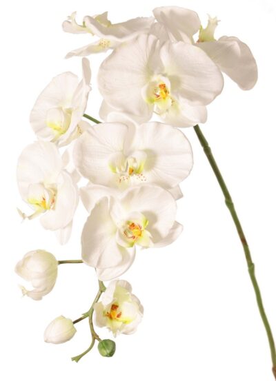 Kunstbloem Phalaenopsis (Vlinderorchidee) 9 bloemen 2 bloemknoppen (1 plastic), 102 cm