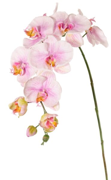 Kunstbloem Phalaenopsis (Vlinderorchidee) 9 bloemen 2 bloemknoppen (1 plastic), 102 cm