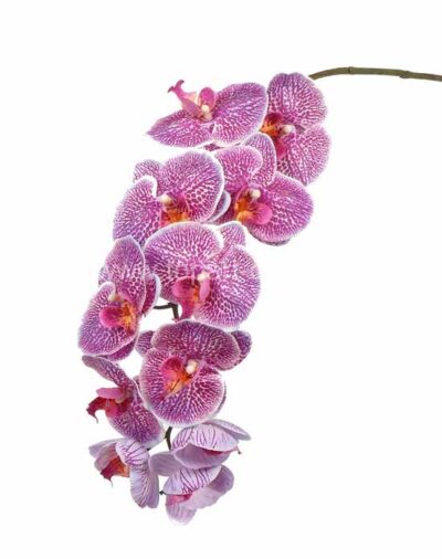Kunstbloem Phalaenopsis 11fls, ø11cm, 102cm