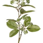 Wit-groen
