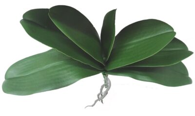 Kunstbloem Phalaenopsis bladtoef (zacht plastic) Ø 29 cm
