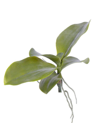 Orchidee kunstblad x6 blad ,35cm + wortel