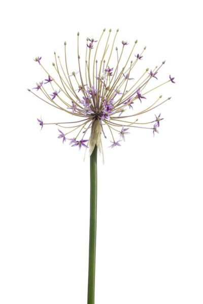 Kunstbloem Allium open lilac 105cm