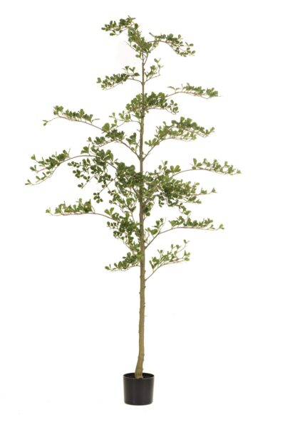Kunstplant Bucida 210cm