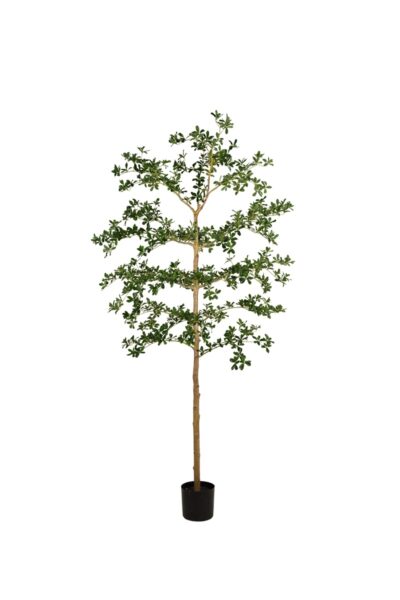 Kunstplant Bucida tree deluxe 210cm