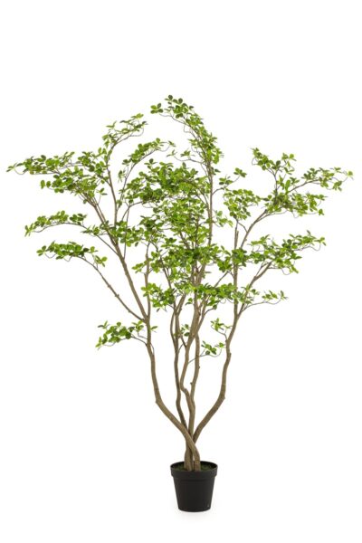 Kunstplant Clusia kunstboom 210cm