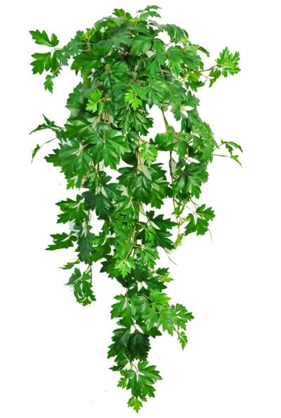 Kunsthangplant Cissus rhombifolia (Koningswingerd) hangplant, met 387 blad, UV bestendig, 110 cm